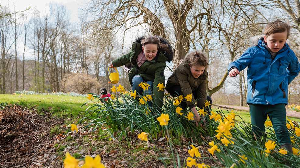Children in a park with buckets looking for Easter eggs among daffodils